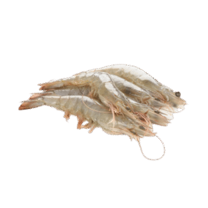 16/20有头大虾 Langostino Con Cabeza