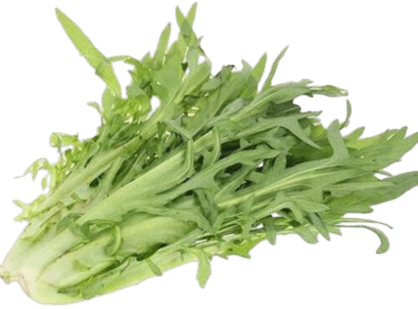 苦麻菜 Verdura