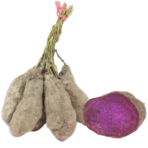紫山药 Yuca Morada
