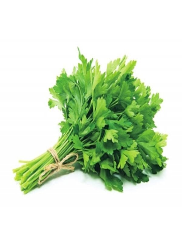 中国香菜 CILANTRO CHINO